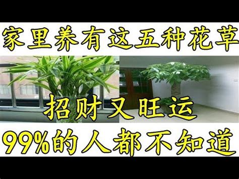 蘭花招財顏色|改運、招財、添手氣，十大招財植物選擇/室內如擺放。